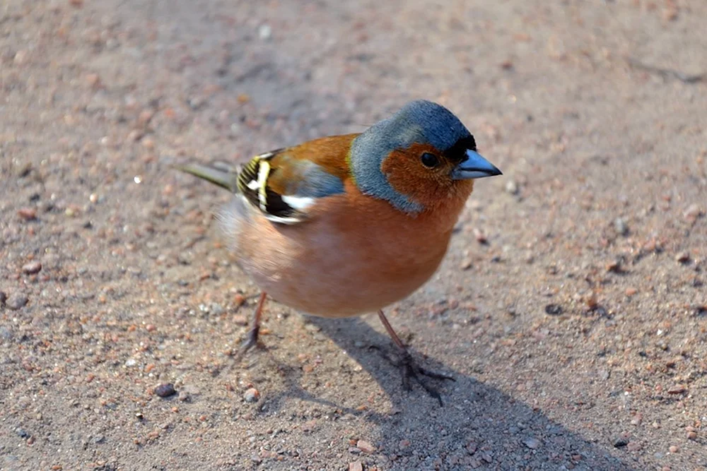 Vögel des Leningrader Gebiets Buchfink