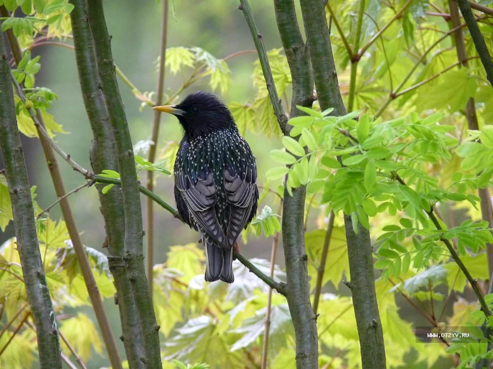 Singende Vögel des Leningrader Gebiets