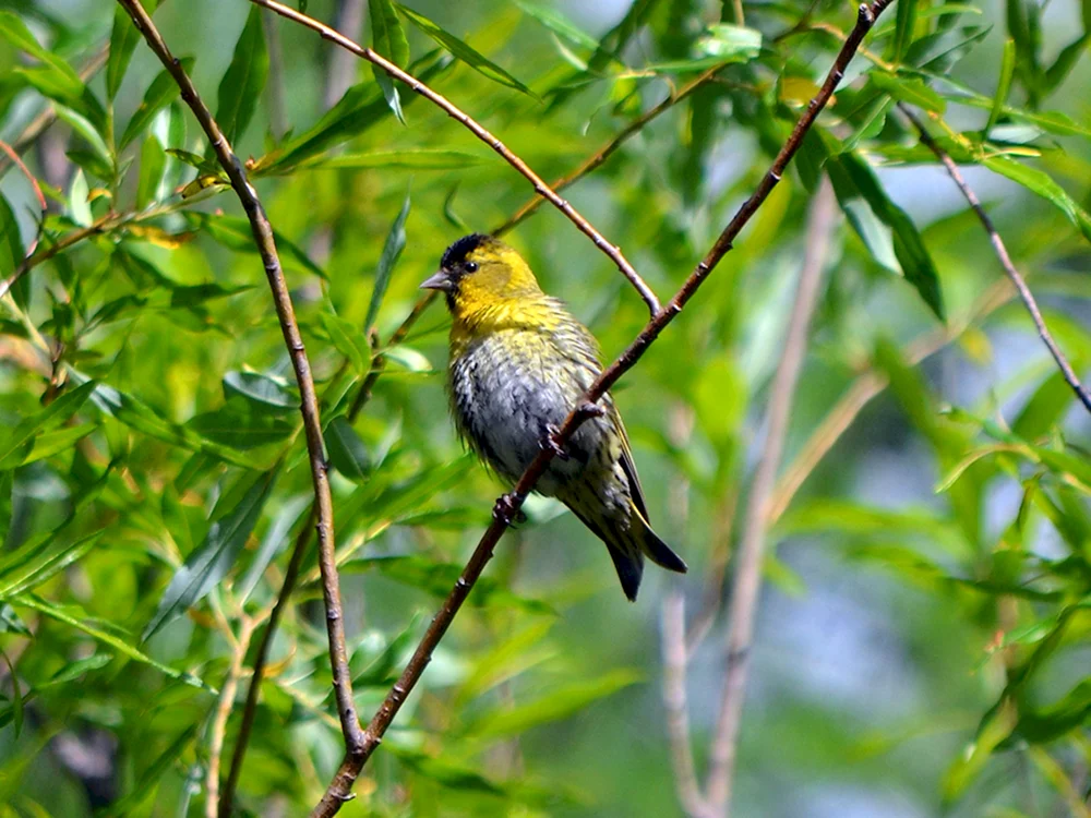 Sibirischer Linsenvogel Carpodacus roseus