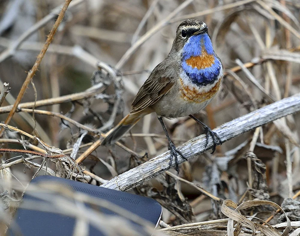 Blauhuhn