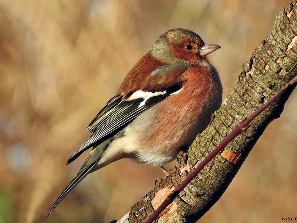 Singspatz