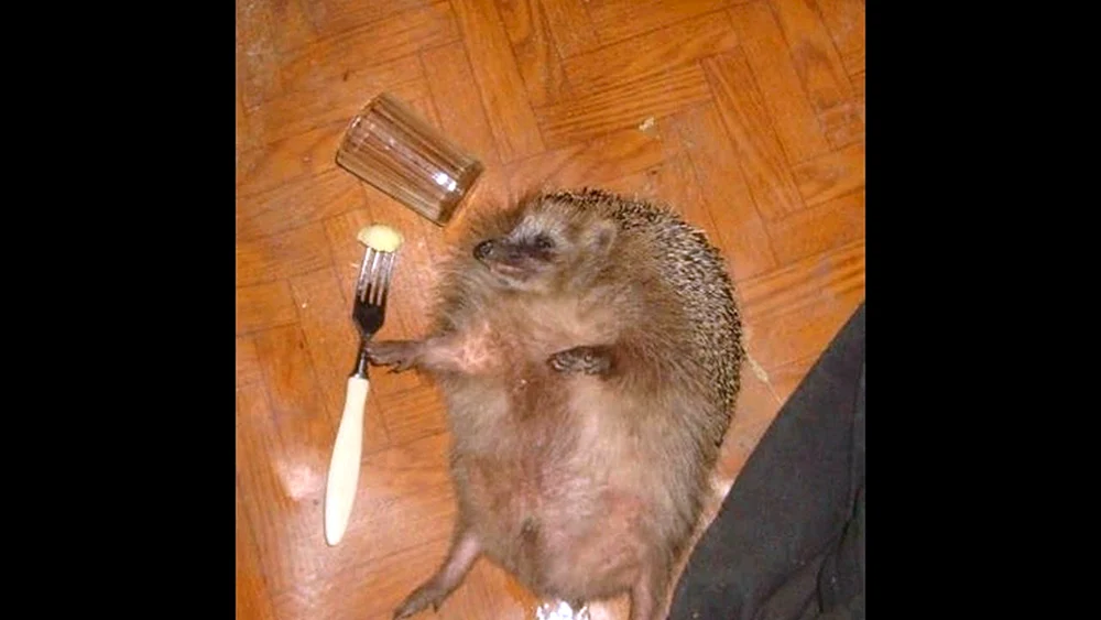 Trunkener Igel