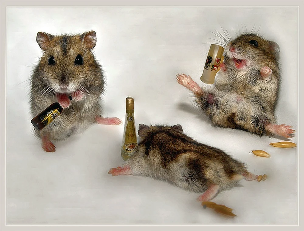 Drunken Ratten