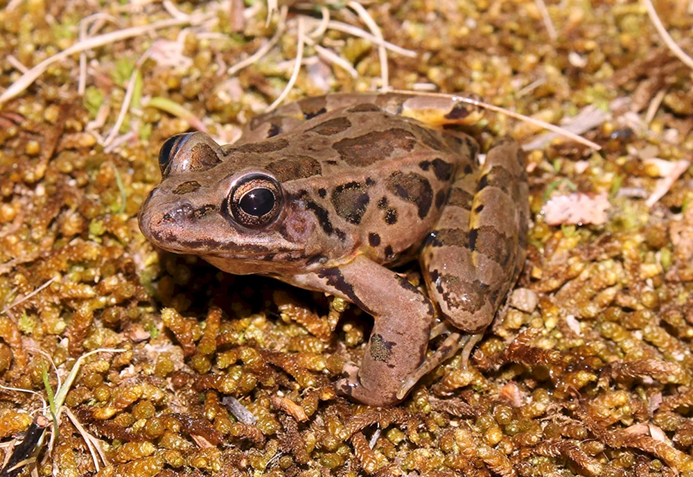 Tüpfelfrosch in Anapa