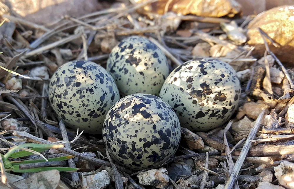 Wildvogel-Eier