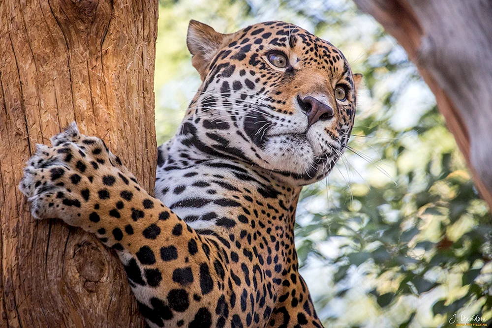 Gepunkteter Jaguar