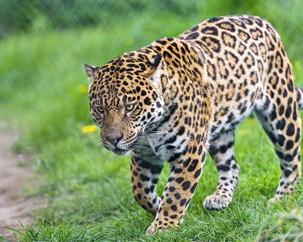 Südamerikanischer Jaguar