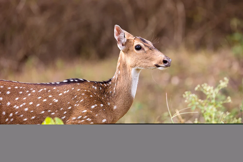 Fleckenhirsch Axis