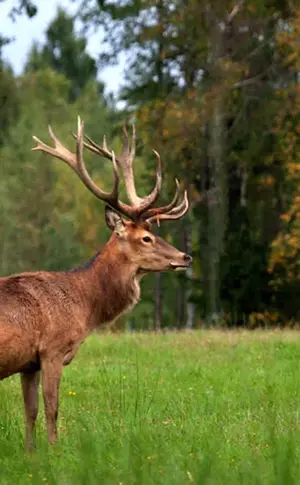 Gefleckter Edelhirsch