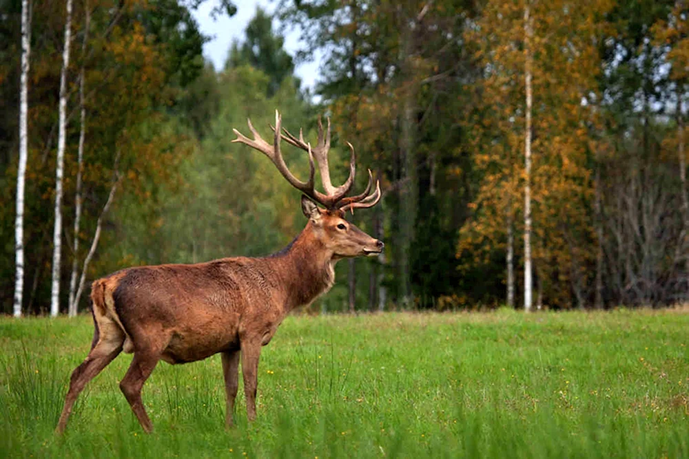 Gefleckter Edelhirsch