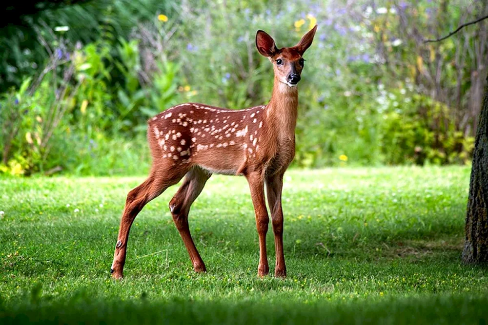 Fleckenhirsch Hirsch
