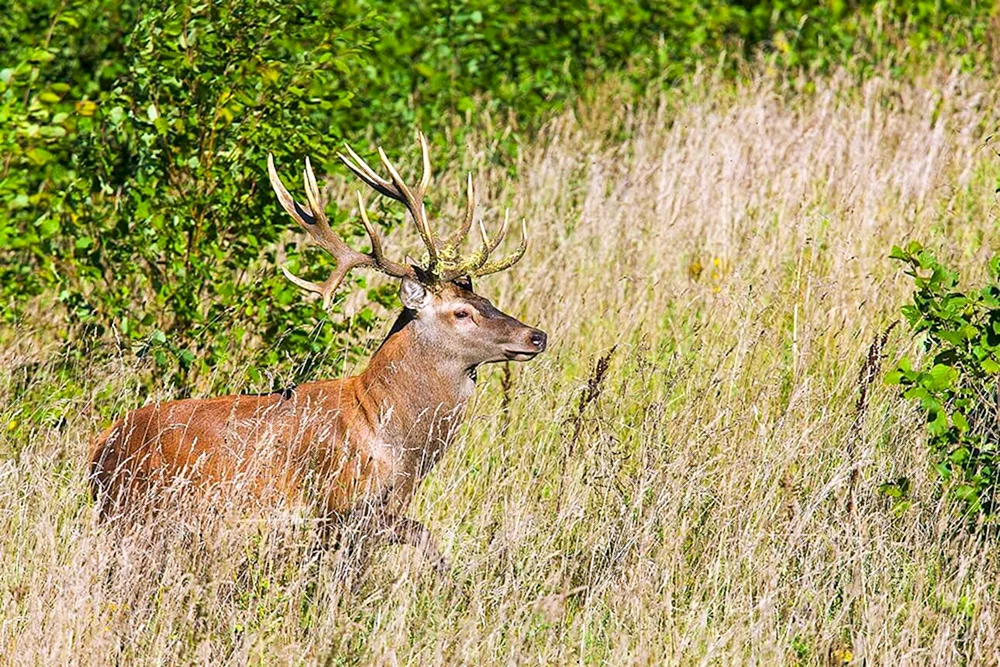 Gefleckter Hirsch im Prioksko-Terrasny Reservat