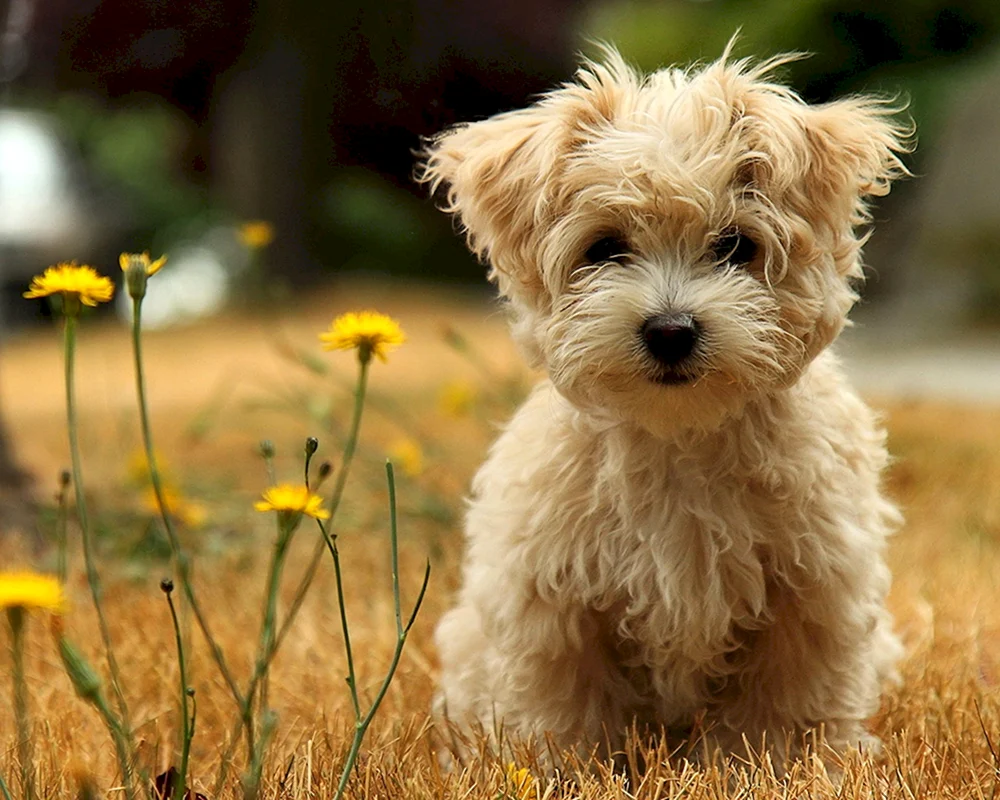 Bichon Pommes