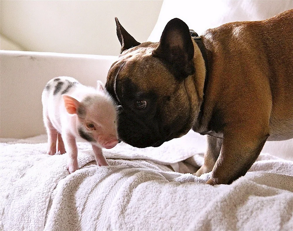 Piggy französische Bulldogge