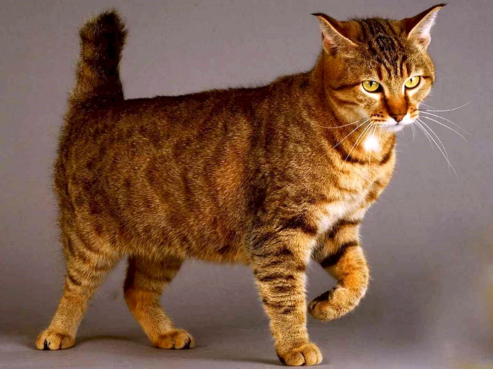 Mekong Thai Bobtail