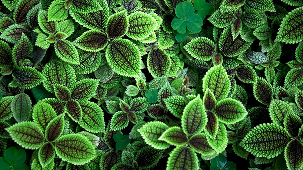 Pilea grün
