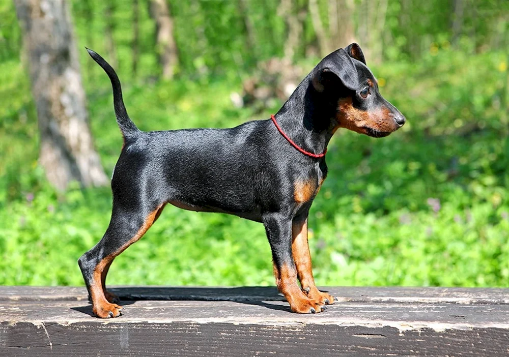 Amertoy Foxterrier