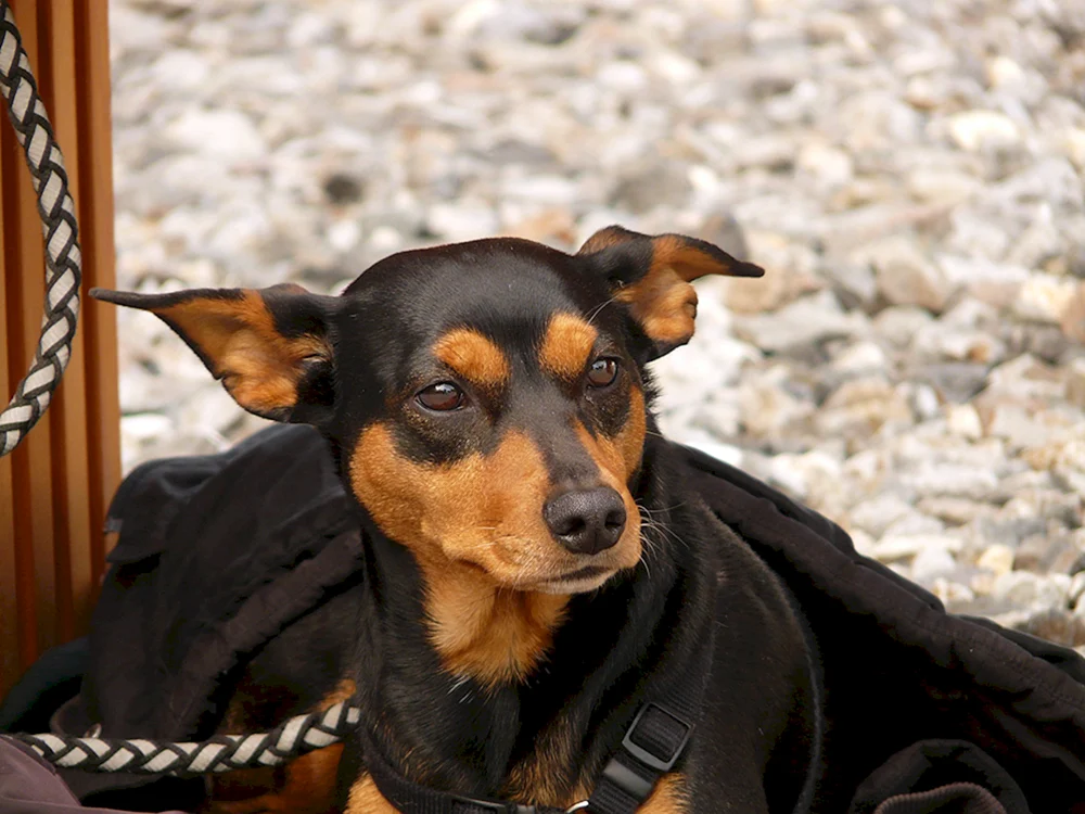 Schwarzer und brauner Hund.