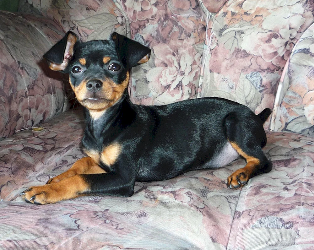 Zwerg Dobermann Pinscher