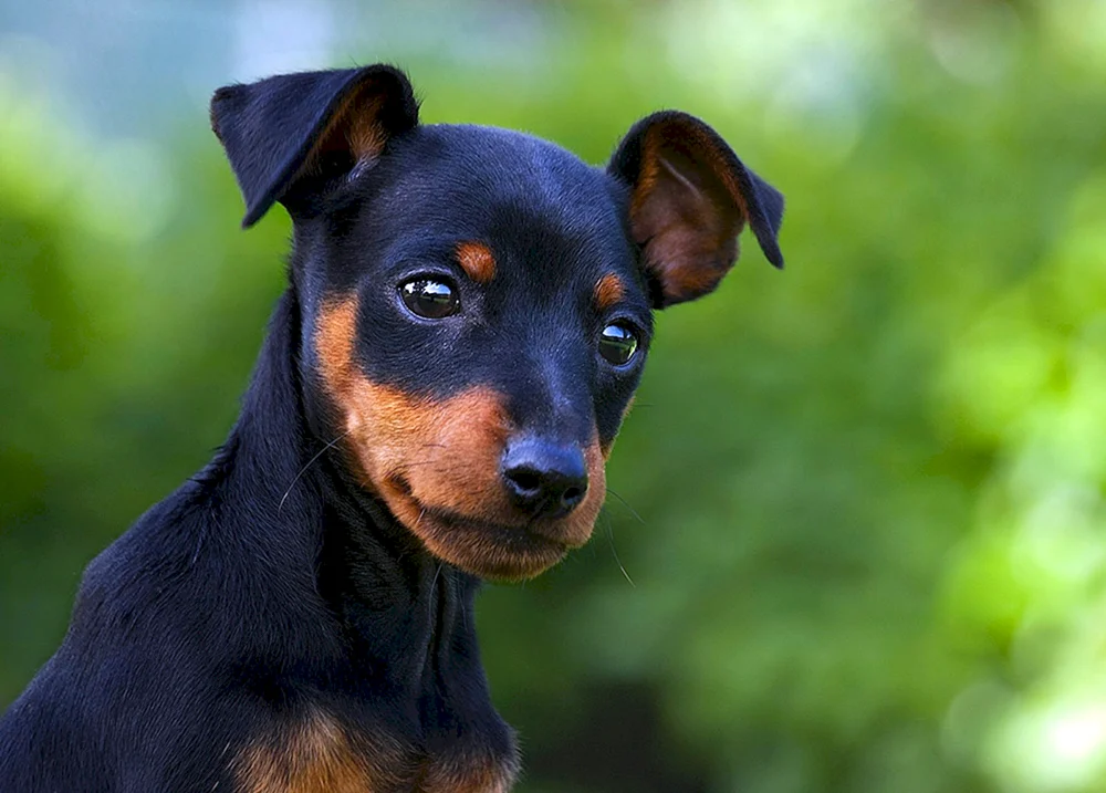 Pinscher Terrier Zwerg