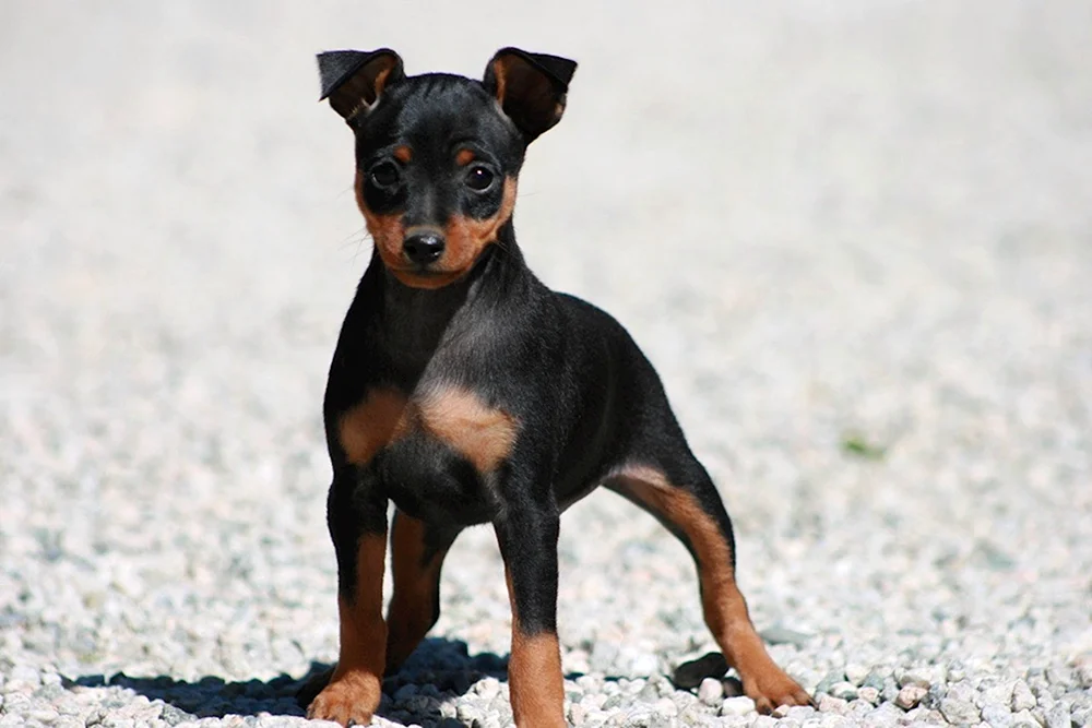 Pinscher Terrier Zwerg