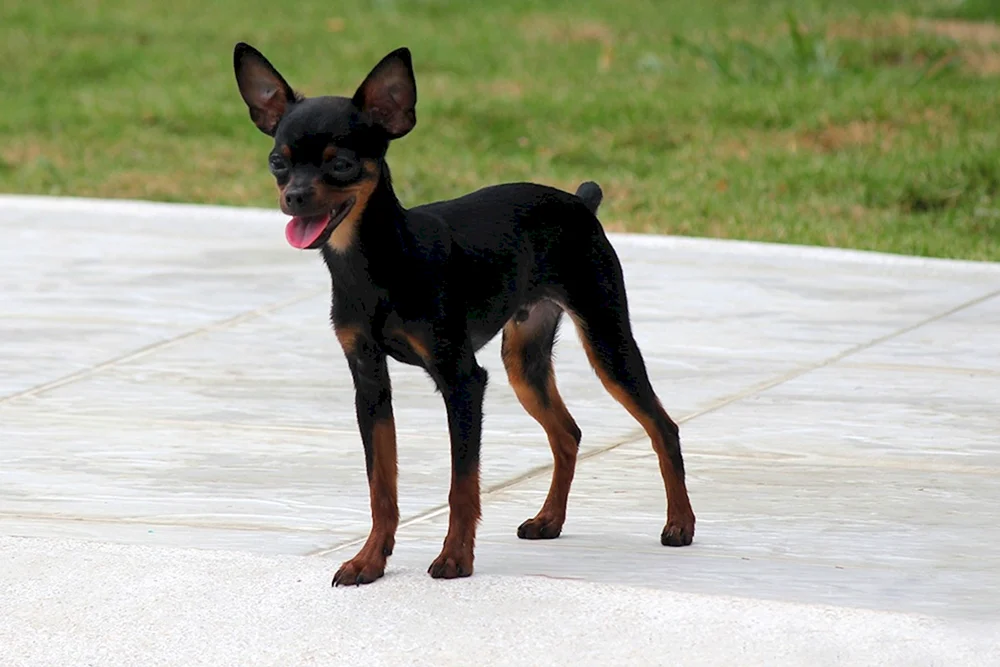 Zwerg Pinscher Terrier rot