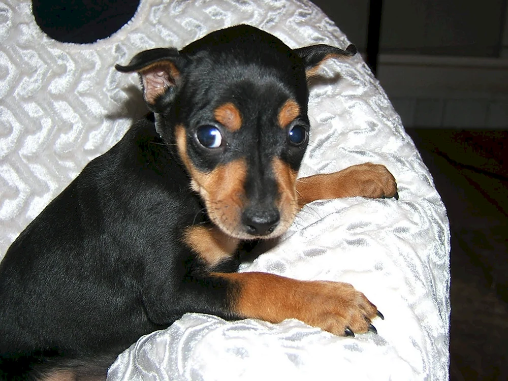 Zwergpinscher Russell métis