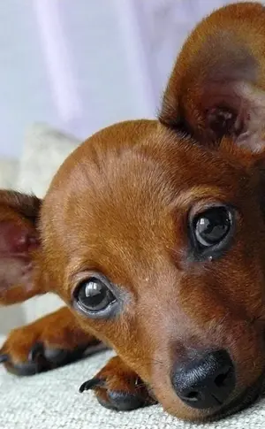 Pinscher Terrier rot
