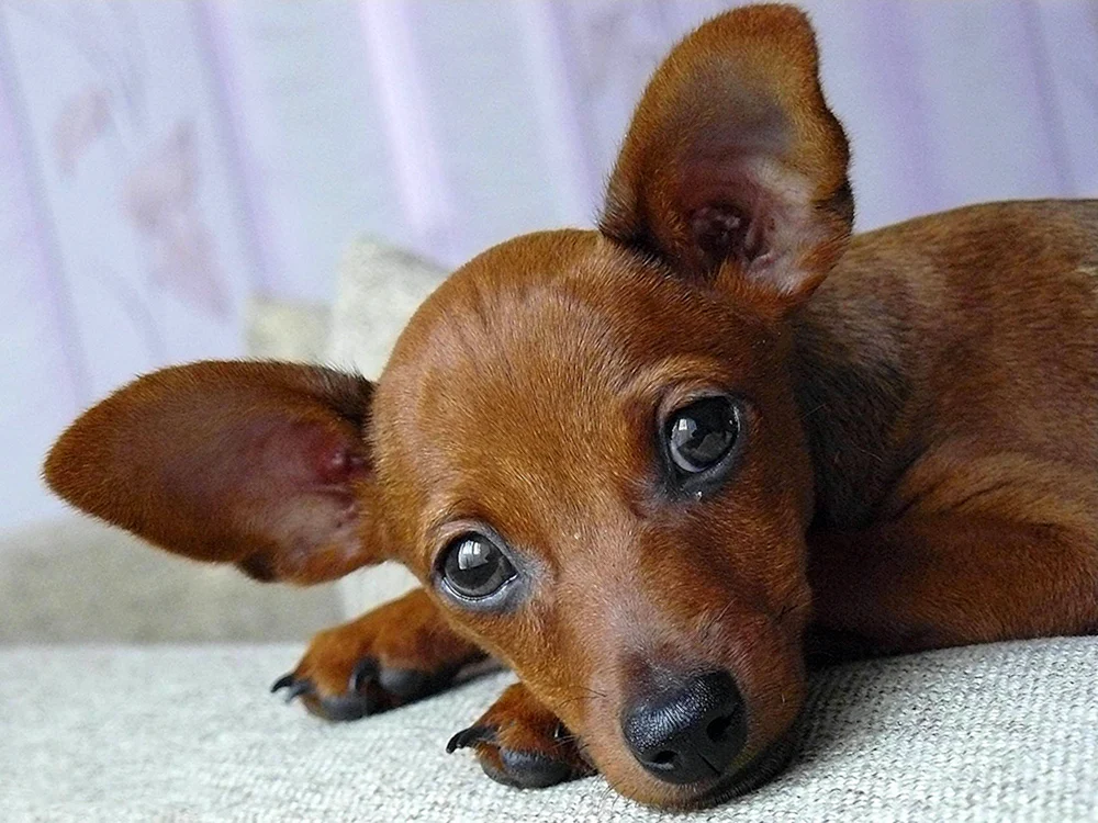 Pinscher Terrier rot