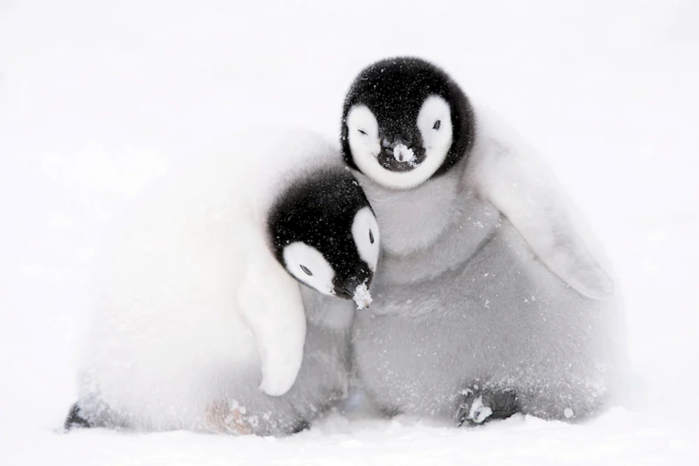 Pinguinbaby