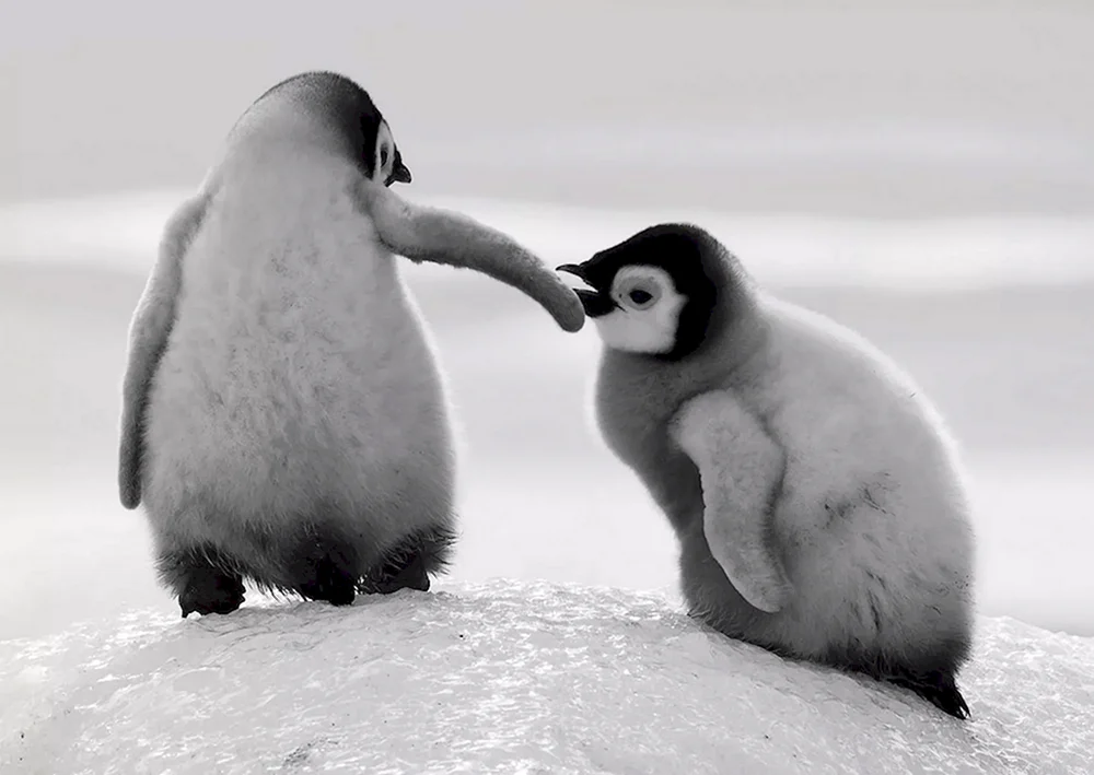 Königspinguin in der Antarktis