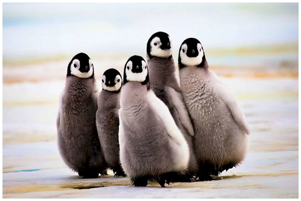 Königspinguin in der Antarktis