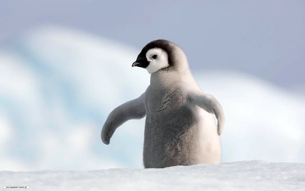 Kaiserpinguinjunge