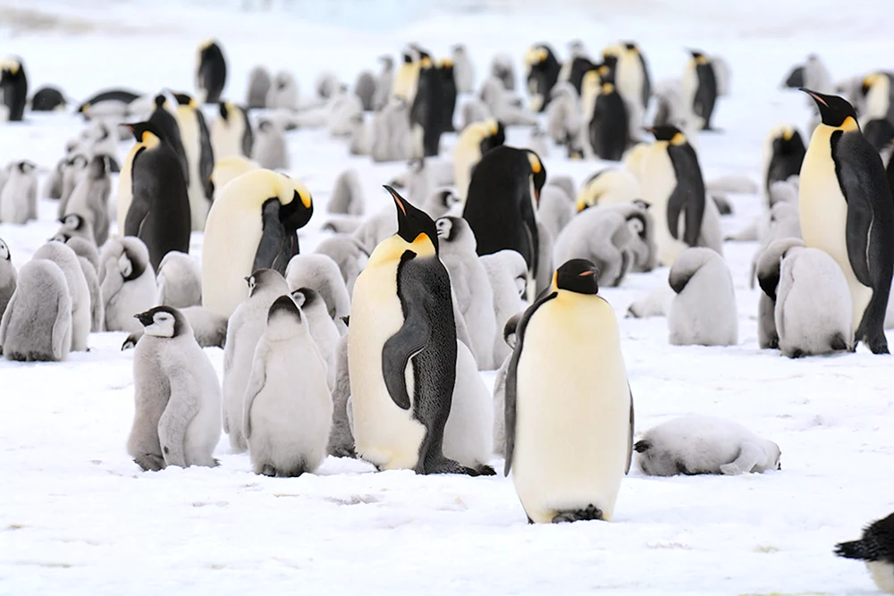 Imperatorpinguin in der Antarktis
