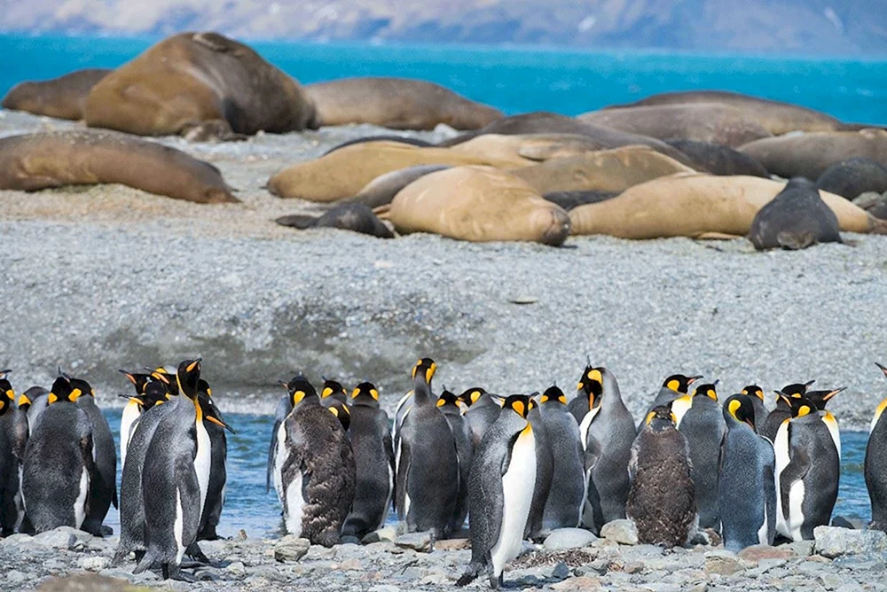 Kaiserpinguin in der Antarktis