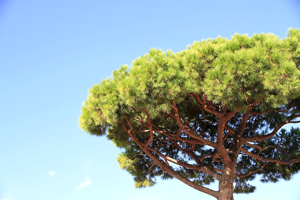 Pinus Sylvestris Rinde