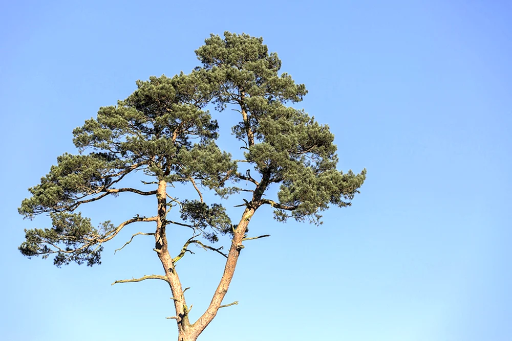 Pinus pinea