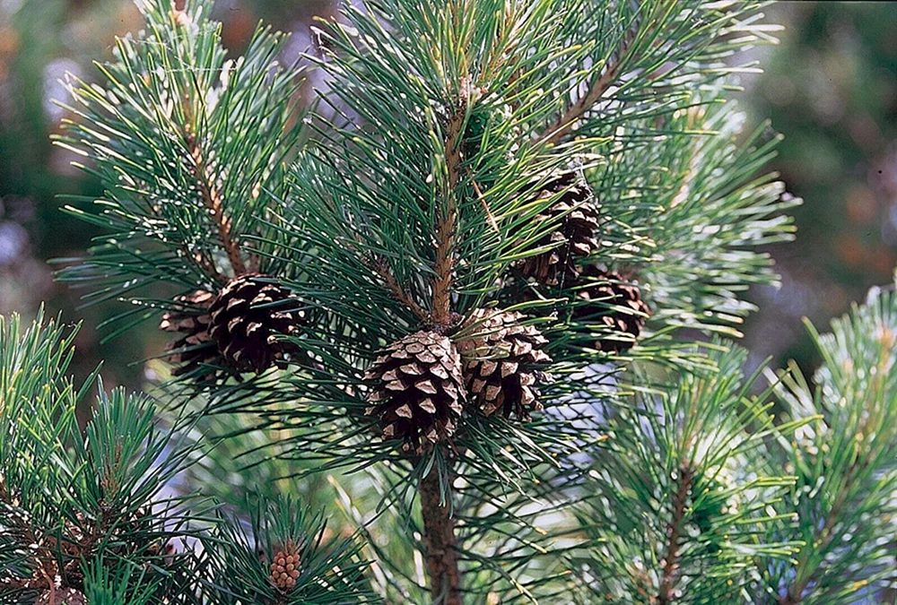 Pinus Sylvestris