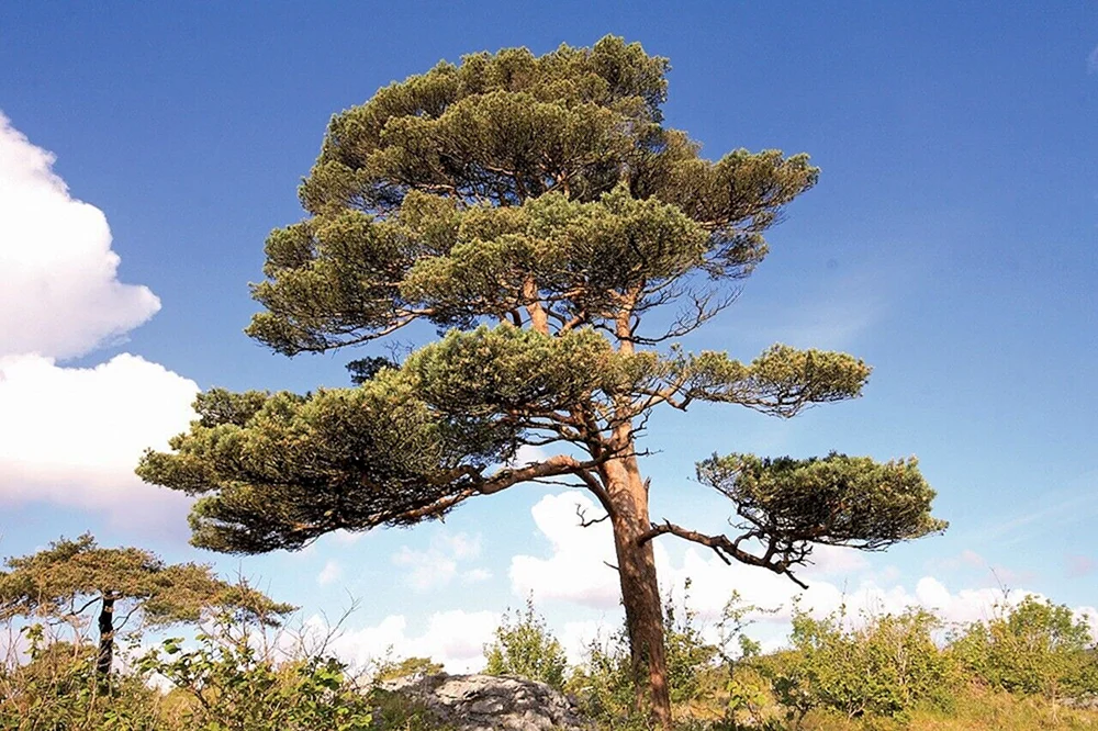 Pinus Sylvestris Waldkiefer