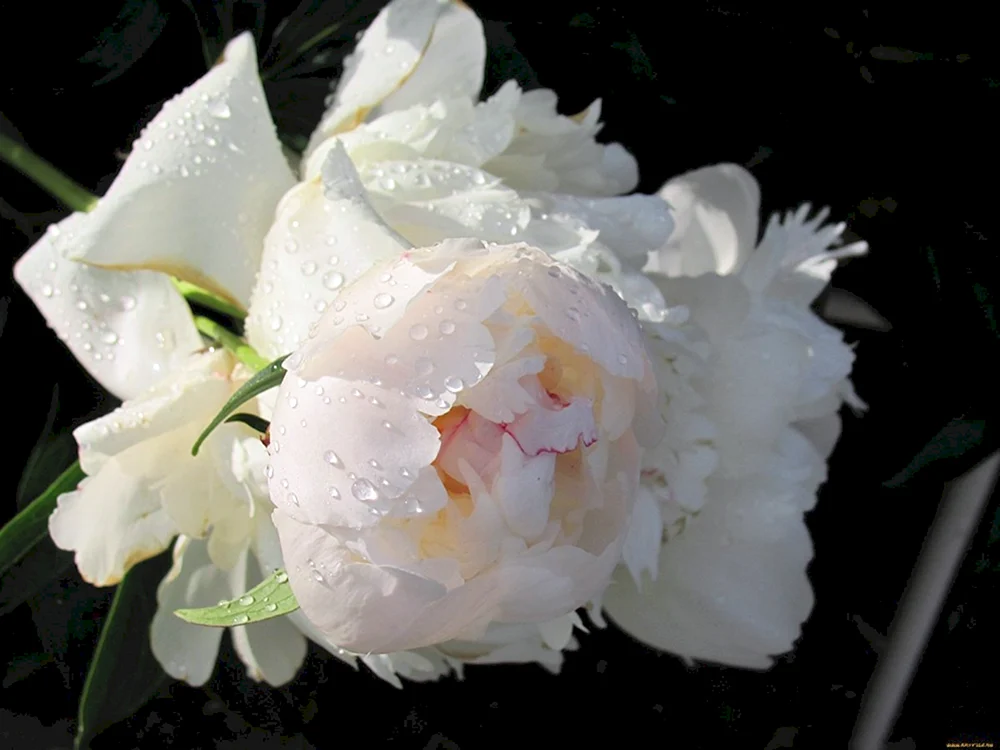 Pion White Swan