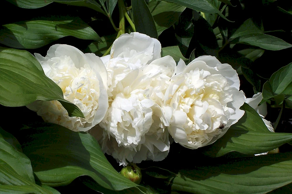 Pion White Swan.