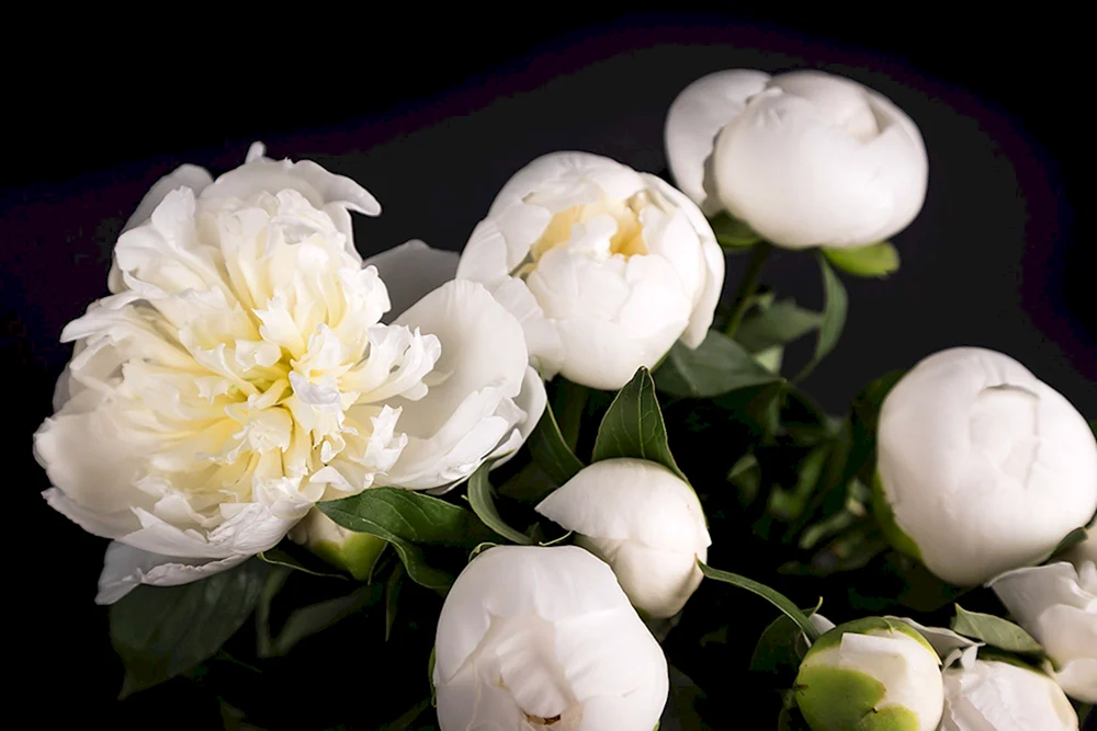 Pion. Duchesse de Orleans