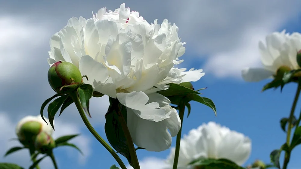 Pion Camellia White