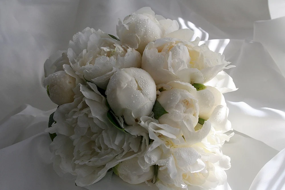 Pion Camellia White