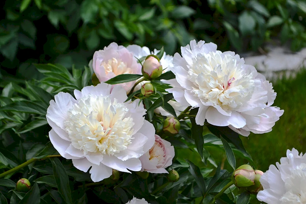 Milchblütige Gardenie