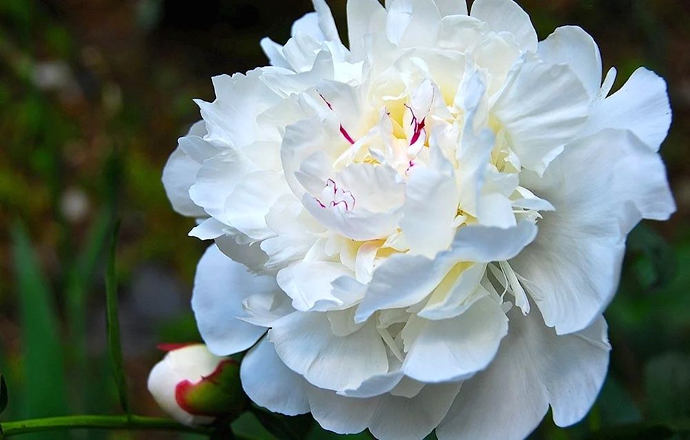 Pion Splendid Cornelia