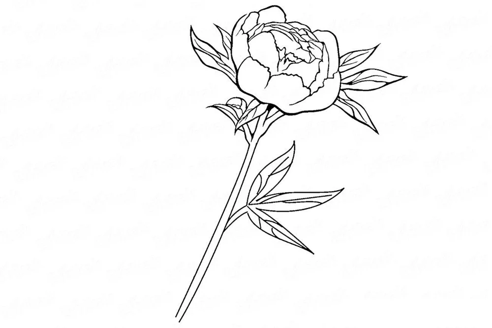 Blumen Zeichnung