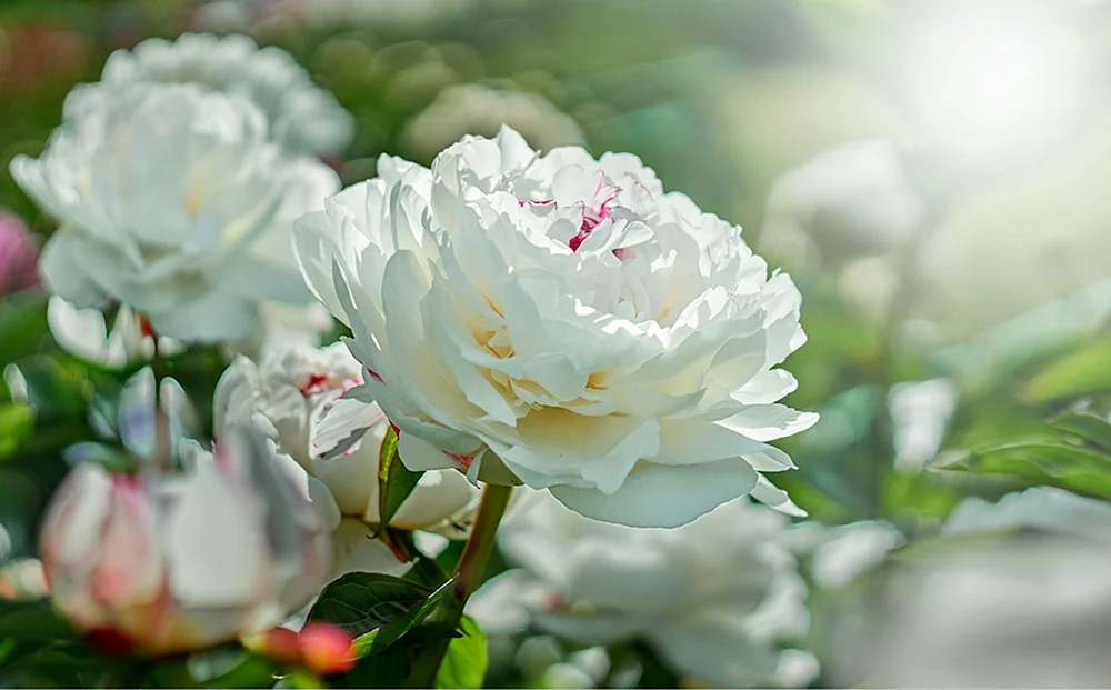 Pion Jardine weiß