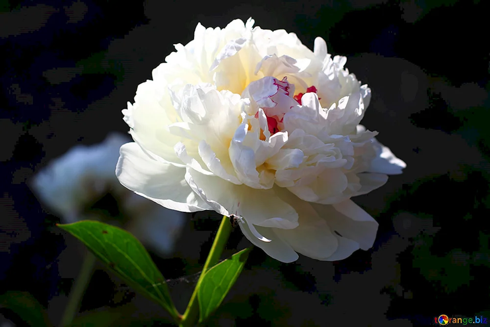 Pion Jardine weiß