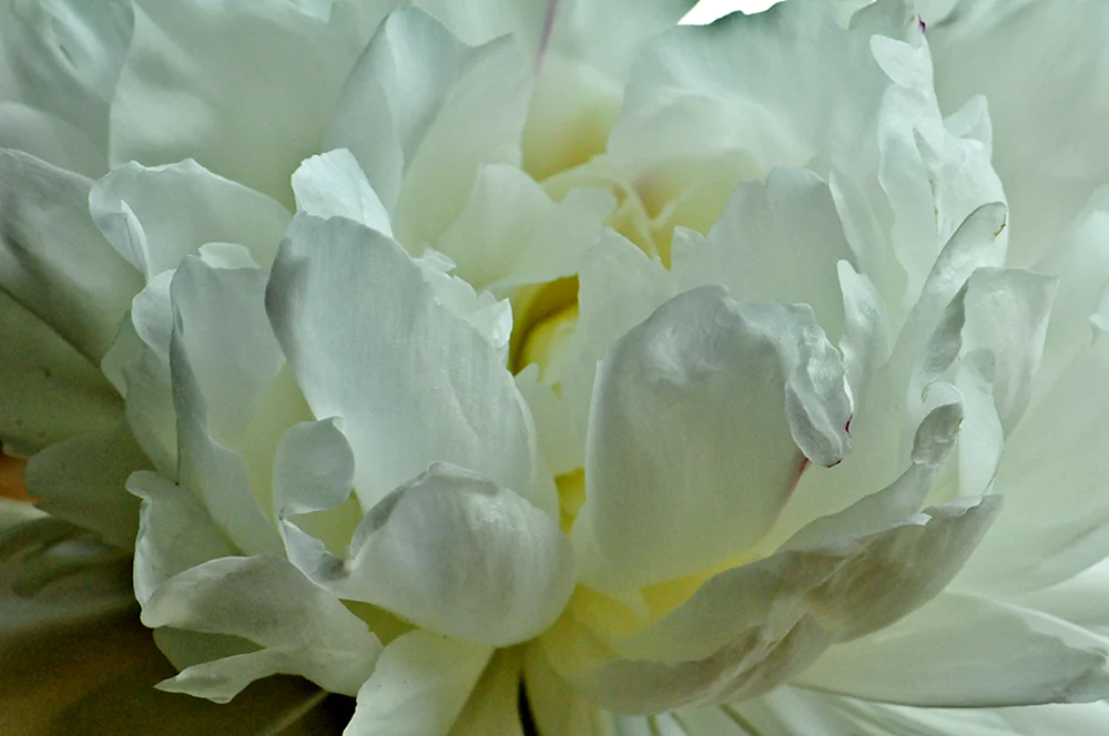 Pion Jardine weiß